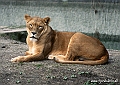 Zoo KBH 1998 0003